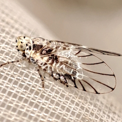 Trypetimorpha occidentalis